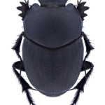 Euonthophagus amyntas