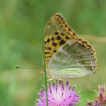 Argynnis paphia