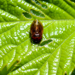 Penthimia nigra