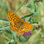 Argynnis paphia