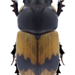 Aphodius coniugatus