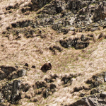 Ursus arctos female with 3 cubs, Lagodekhi