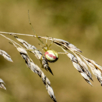 Enoplognatha ovata