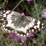 Melanargia larissa