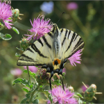 Iphiclides podalirius