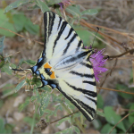 Iphiclides podalirius