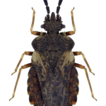 Aradus versicolor