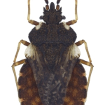 Aradus versicolor