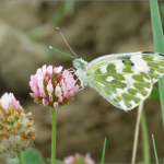 Pontia daplidice