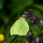 Gonepteryx sp.