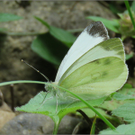 Pieris brassicae