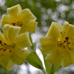 Lilium szovitsianum