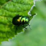 Chrysolina herbacea