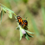 Tituboea macropus