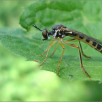 Dioctria bicincta