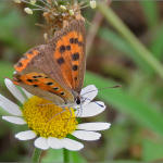 Lycaena phlaeas