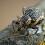 Brachypera zoilus