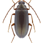 Gonodera macrophthalma