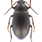 Gonodera macrophthalma