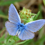 Polyommatus icarus