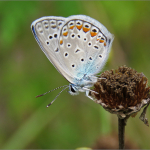 Polyommatus icarus