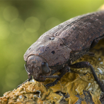 Capnodis tenebricosa