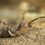 Galeodes araneoides