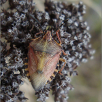 Carpocoris purpureipennis