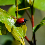 Chrysomela populi