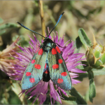 Zygaena filipendulae