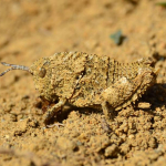 Nocarodes serricollis