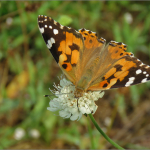 Vanessa cardui