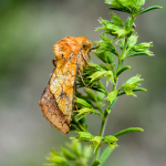 Pyrrhia umbra