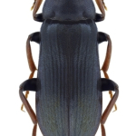 Melandrya caraboides