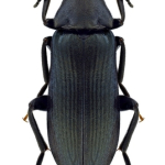 Melandrya caraboides