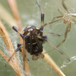 Latrodectus tredecimguttatus