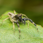 Phintella castriesiana