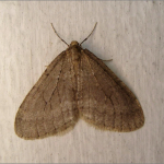 Operophtera brumata