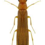 Elateroides flabellicornis