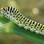 Papilio machaon