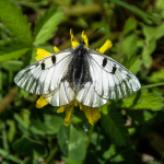 Parnassius mnemosyne