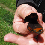 Erebia hewitsonii