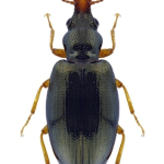 Salpingus caucasicus