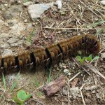 Lasiocampa quercus