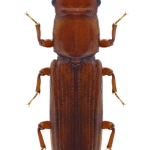 Prostomis mandibularis