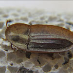 Cossyphus tauricus