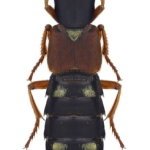 Staphylinus erythropterus