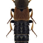 Platydracus chalcocephalus