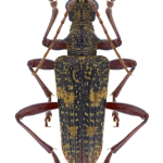 Rhagium fasciculatum