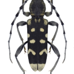 Paraclytus sexguttatus